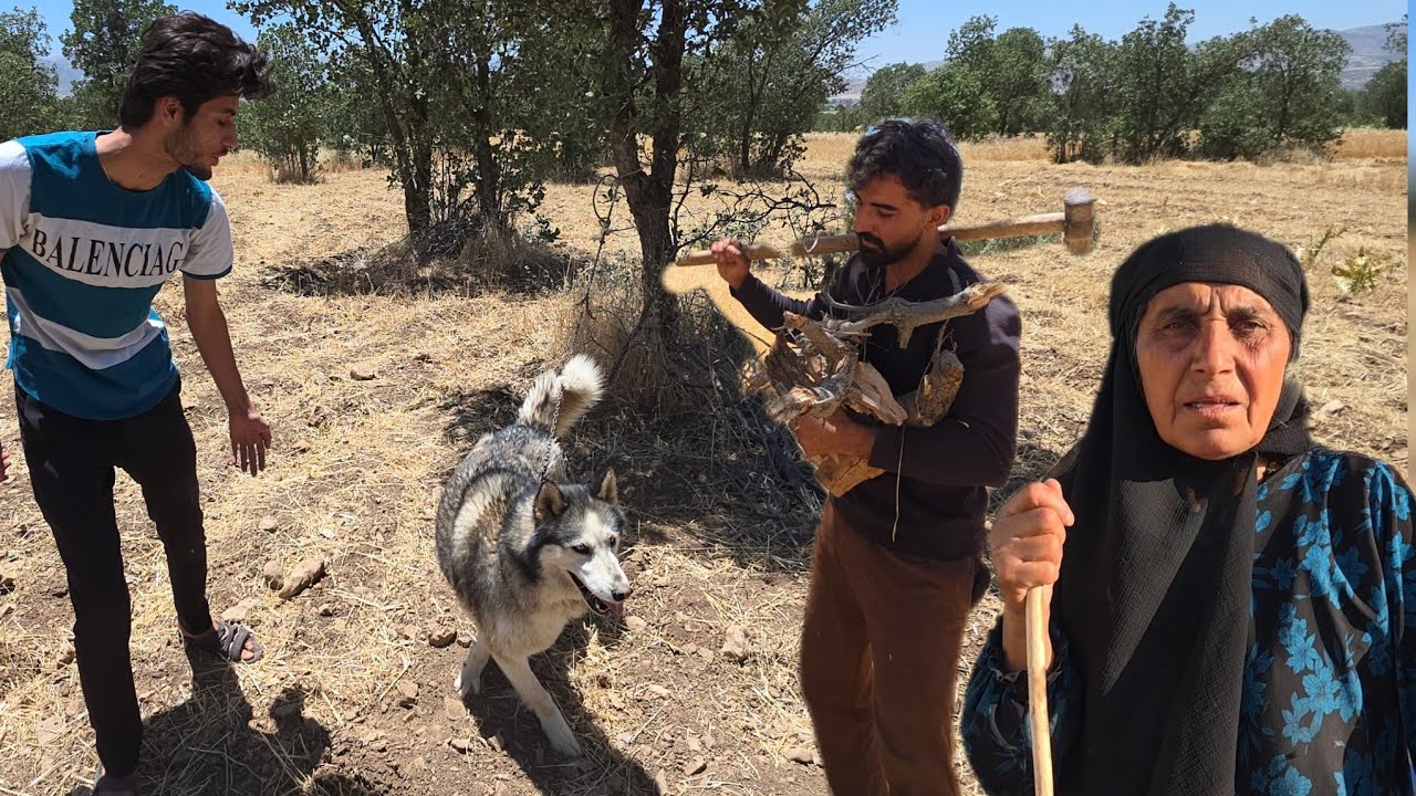 Husky: Master's new guardian in the forest