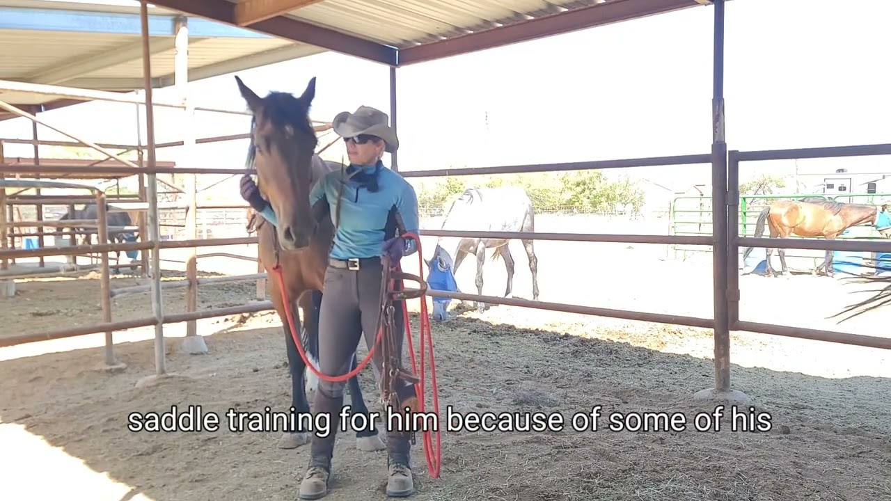 Bridling the Sensitive Horse