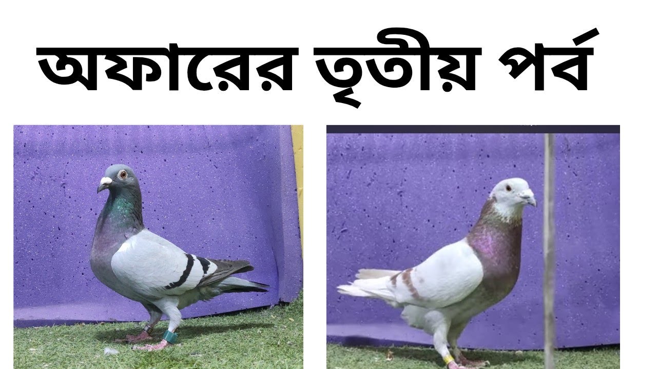 20/2/26 তৃতীয় পর্বে কিনুন ধামাকা অফারে স্পেশাল কবুতর। ☎️01682234365# ইনশাআল্লাহ। 