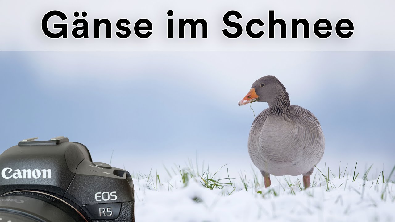 Vögel im Schnee Fotografieren - VLOG Vogelfotografie