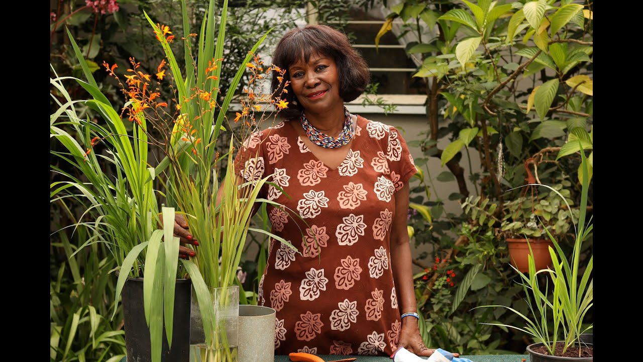 Crocosmia, Montbretia - Understanding Crocosmia Corms, Propagation and Plant Care.