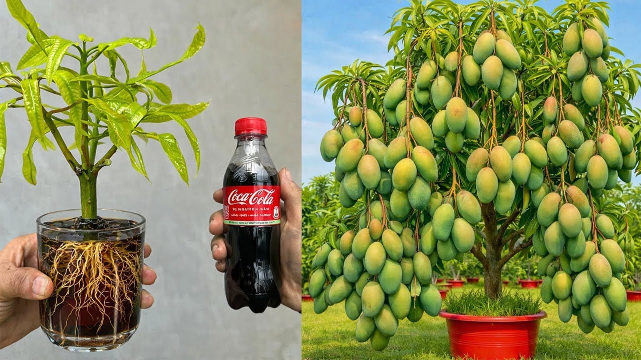 Just One Cup of Cola and banana – Mango Roots Explode, Fruits Cover the Tree!