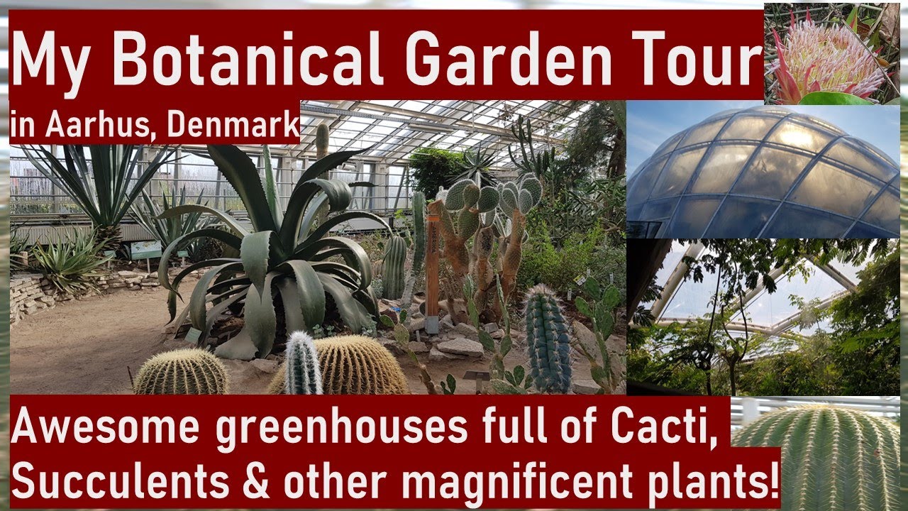 My Cactus & other Succulents Greenhouses Tour, Botanical Garden Aarhus #cacti #cactus #succulents