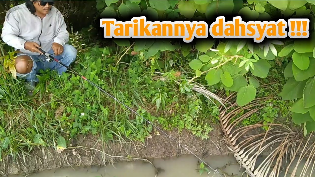 Memancing Ikan Besar Pakai Umpan Cacing