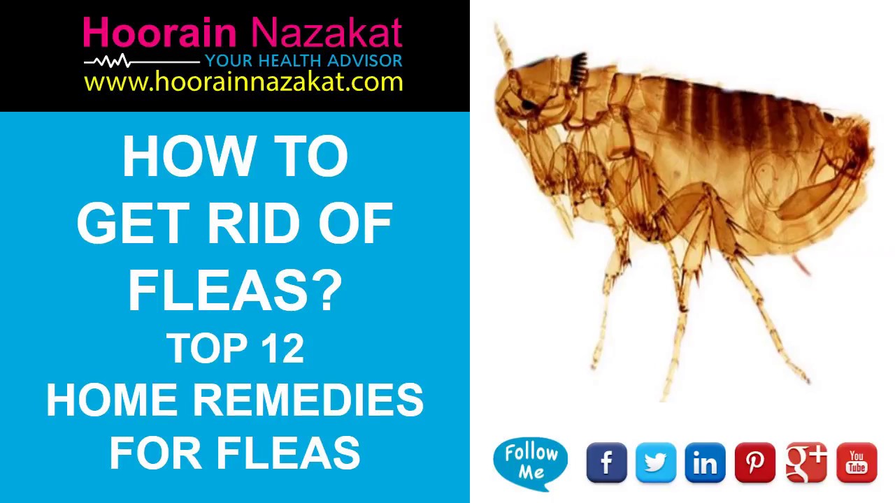 How to Get Rid of Fleas? Top 12 Home Remedies for Fleas (2018 Update)