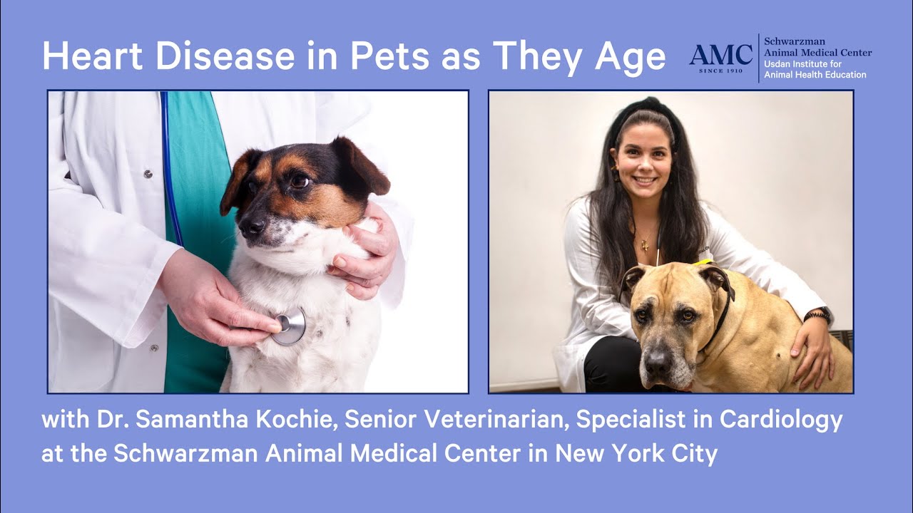 Heart Disease in Dogs and Cats as They Age (Acquired Heart Disease)