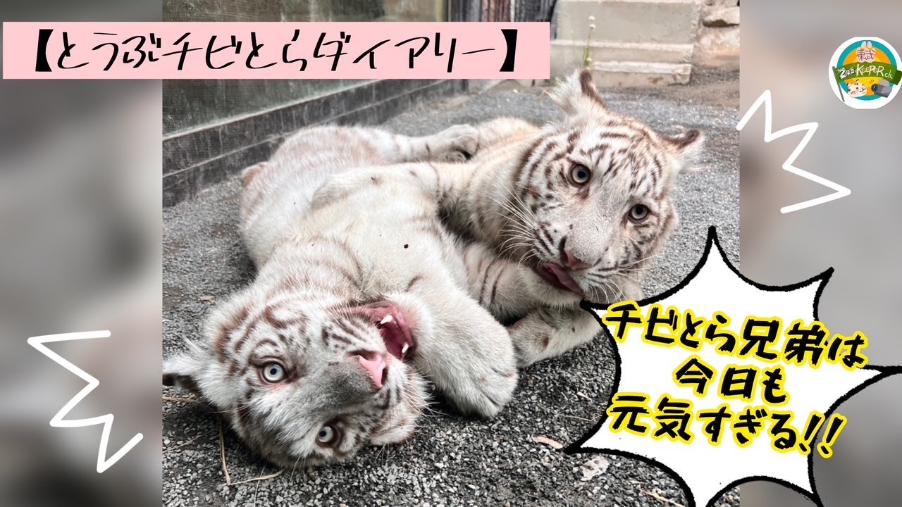 【とうぶチビとらダイアリー　チビとら兄弟は今日も元気すぎる！！】東武動物公園　公式YouTubeチャンネル
