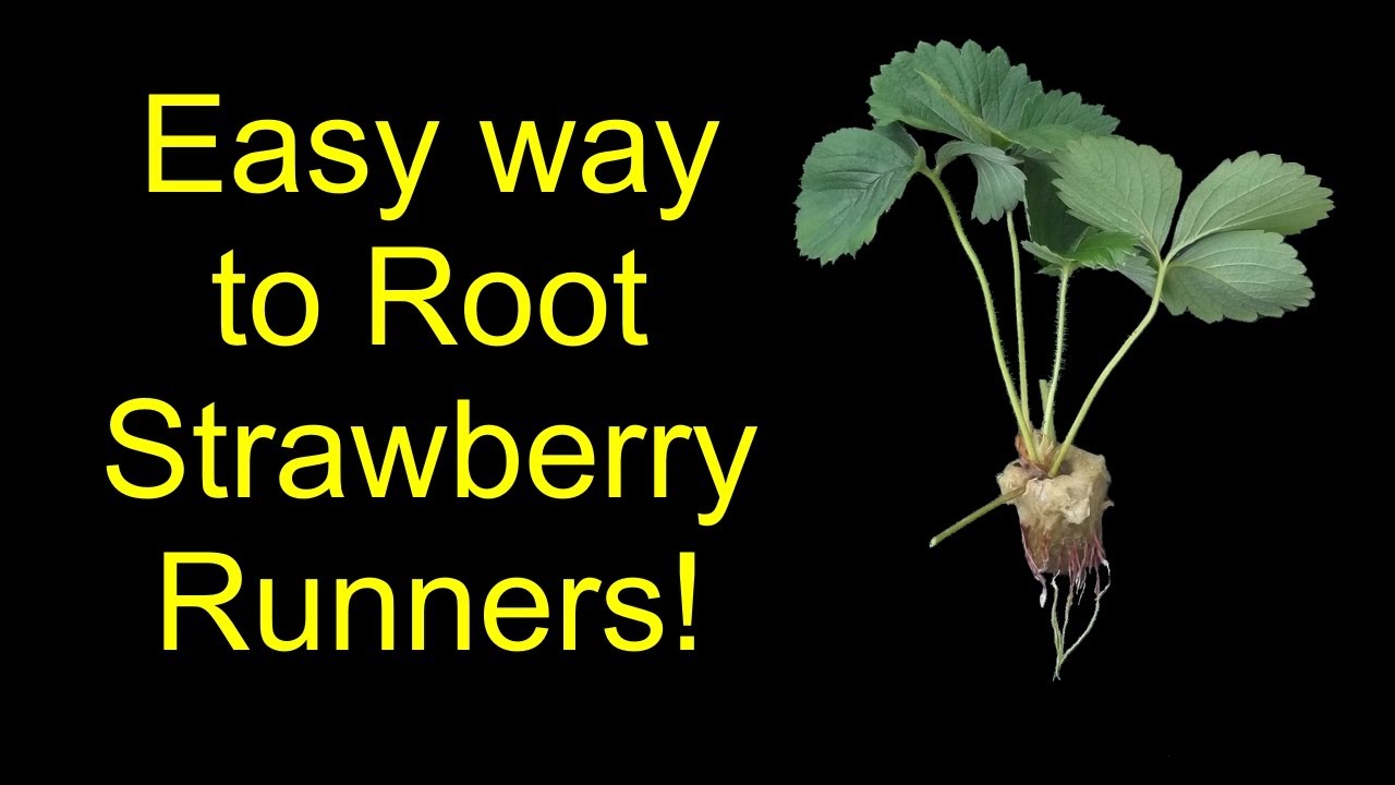 How To Root Strawberries For Hydroponics, Aquaponics, Or Soil - The SleestaksRule Method