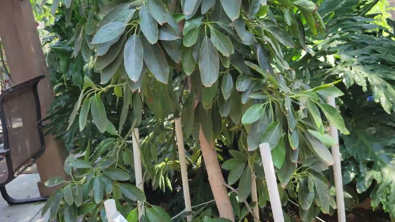 July 14, 2025 Avocado tree update