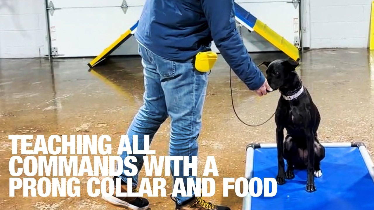 Teaching All Commands With A Prong Collar and Food