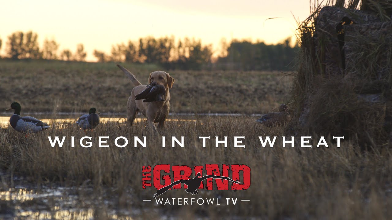 Wigeon in the Wheat | The Grind S9:E7