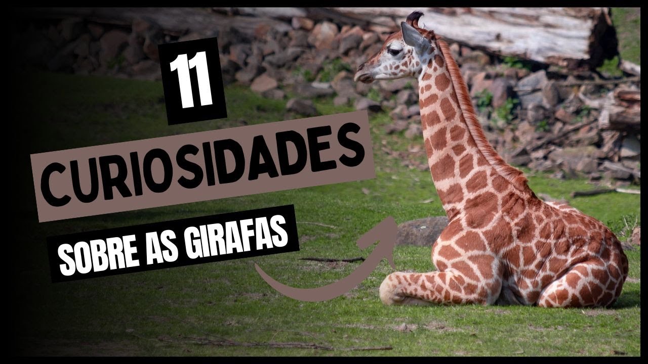 11 CURIOSIDADES sobre as GIRAFAS