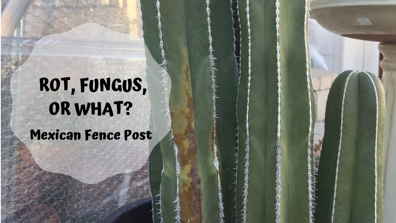 Mexican Fence post cactus rot, fungus or what?