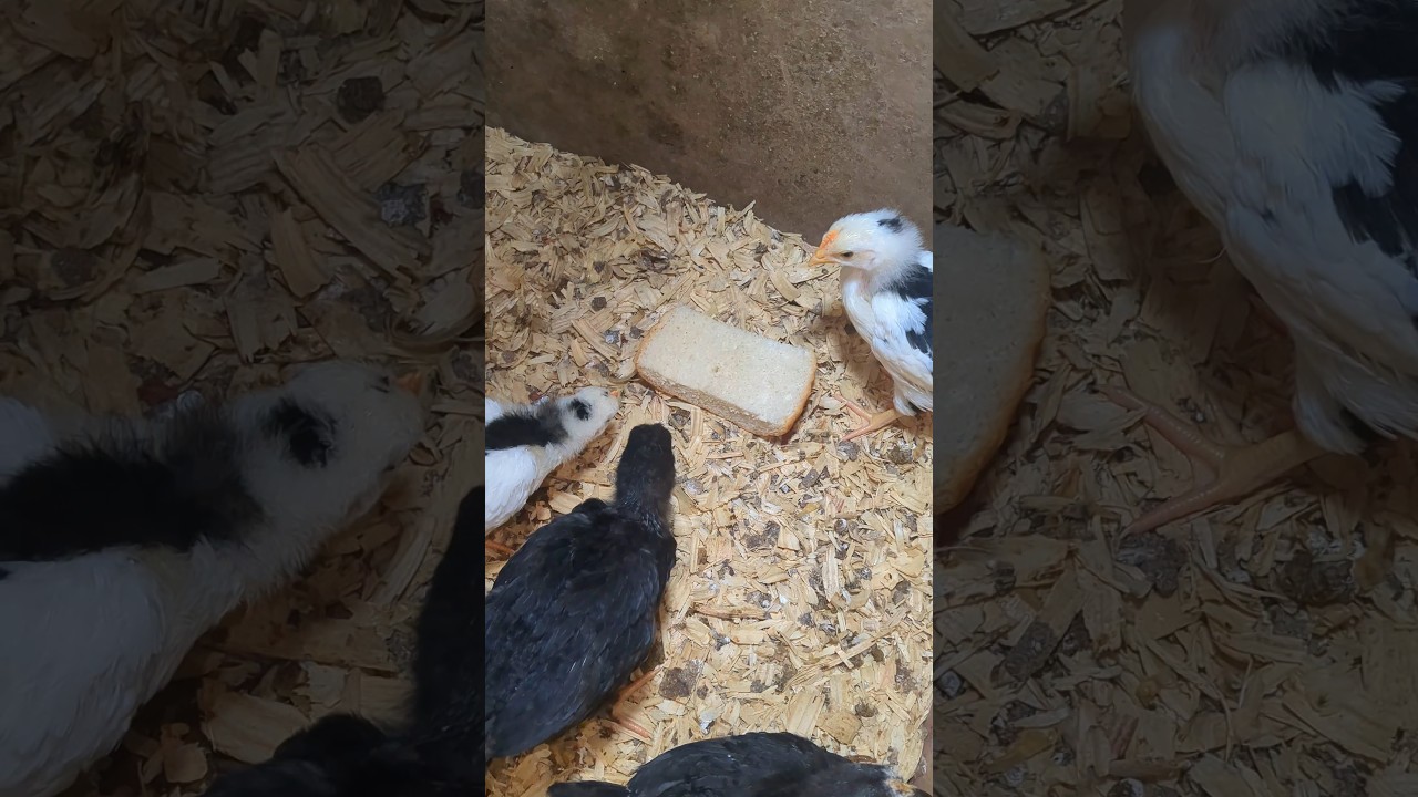 What Do The Chicks Think About This Bread? #babychicks