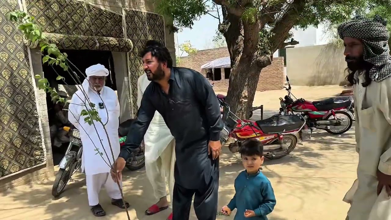 Anjum Saroya  Di  Shajarkari  Mukammal  ho Gai. Nawain pode  Lai phalan wale.