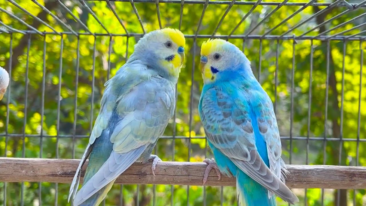 8 Hour Happy Singing & Eating Parakeet Budgies Birds | Calming Companion for Lonely & Quiet Birds