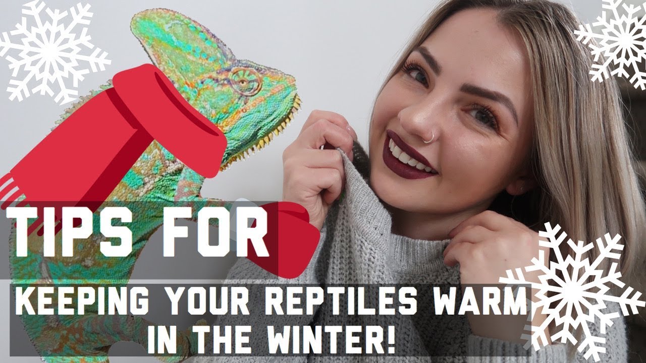 Tips For Keeping Reptiles Warm In The Winter!