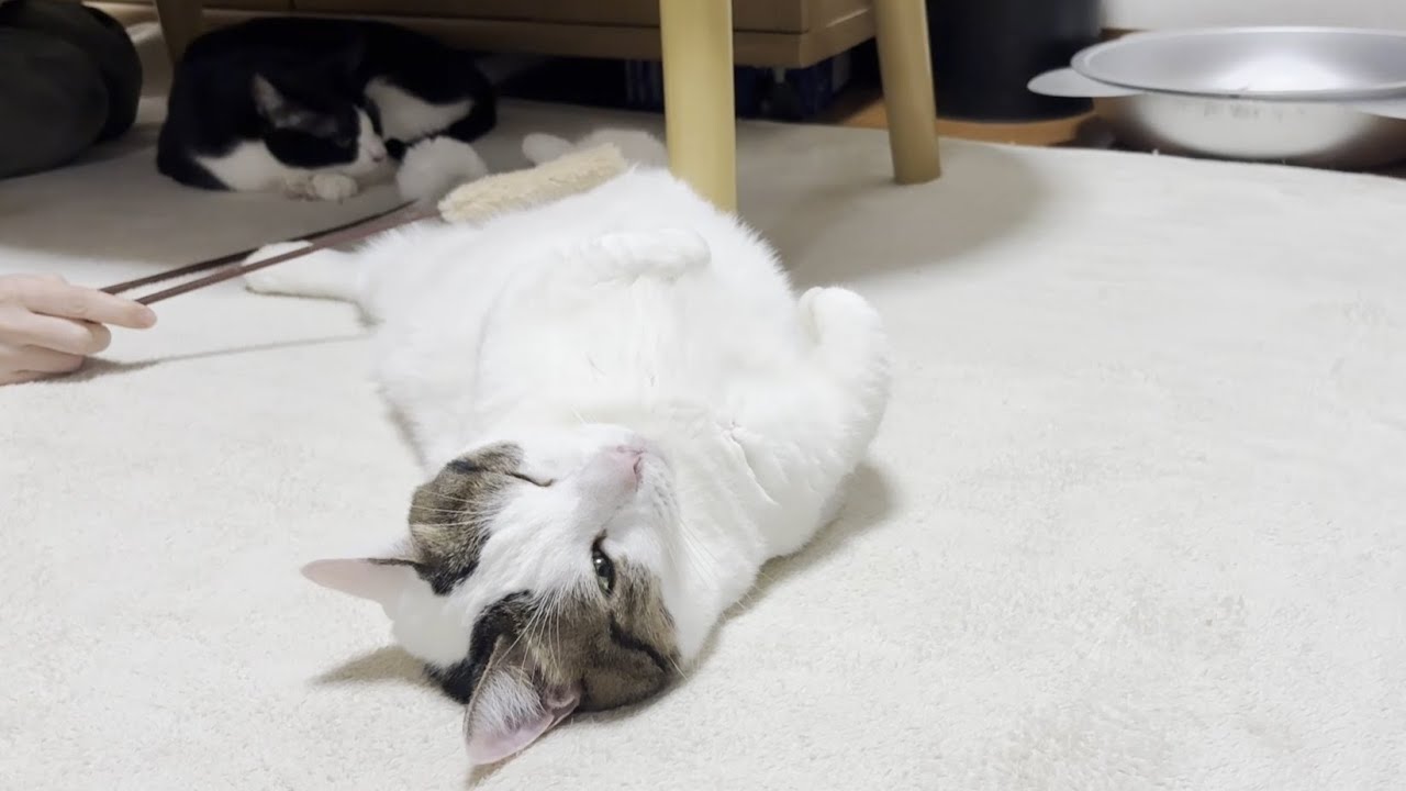 ちょっと動いただけでホットカーペットの誘惑に負ける猫