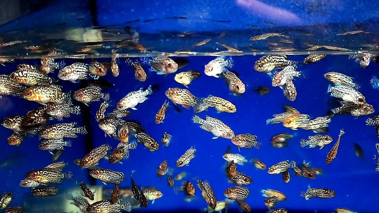 Lên Bột Dòng Kamfa F2 mới và nhiều ưu đãi cuối năm dành cho anh em đam mê cá la hán || Kamfa F2