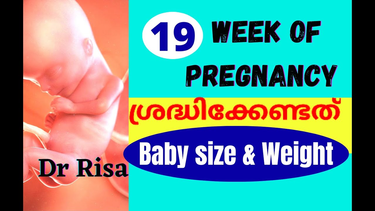 Pregnancy Week by Week Malayalam | 19 Weeks Pregnancy