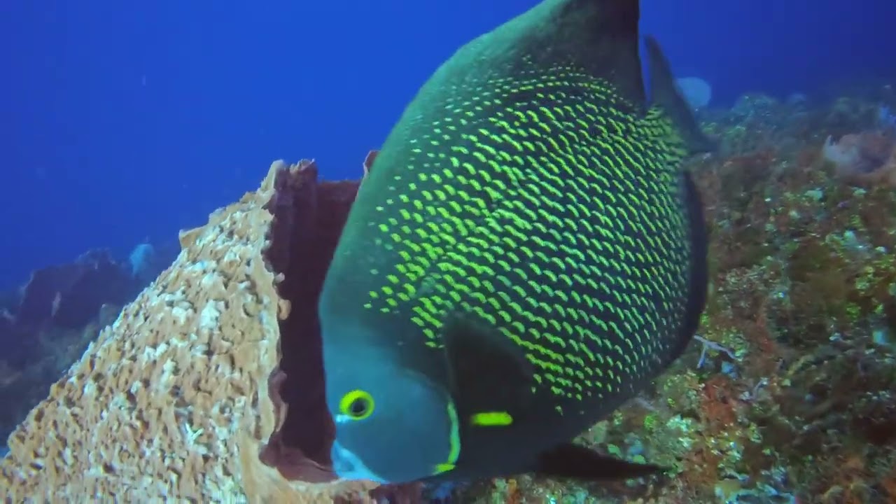 Cozumel final dives Christmas 2025