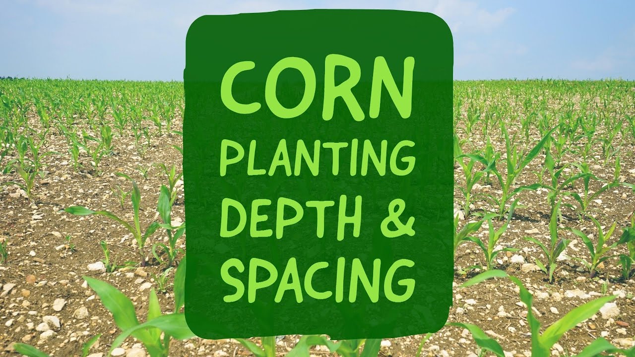 Corn Planting Depth and Spacing