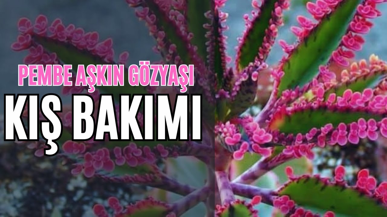 PEMBE AŞKIN GÖZYAŞI 