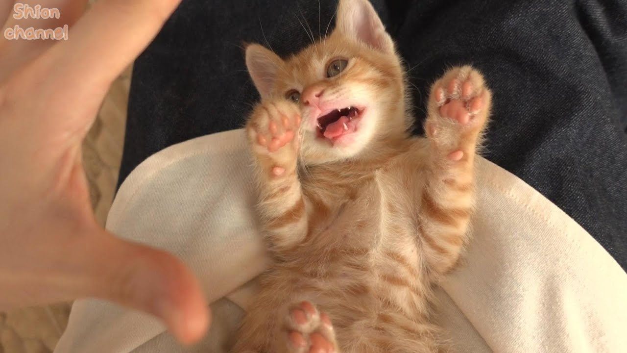 【生後46日】初めてこちょこちょパーをされた子猫の反応が可愛い