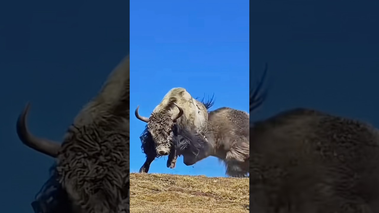Wildest Yak Fight With Injured Yak | Hornless Yaks Are More Fearless