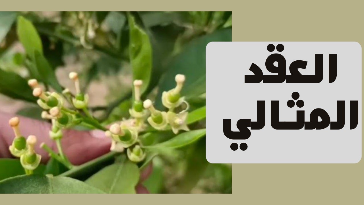 كيف تحصل على أعلي نسبة عقد للثمار بدون إستخدام مثبت الأزهار | زتونة زراعية