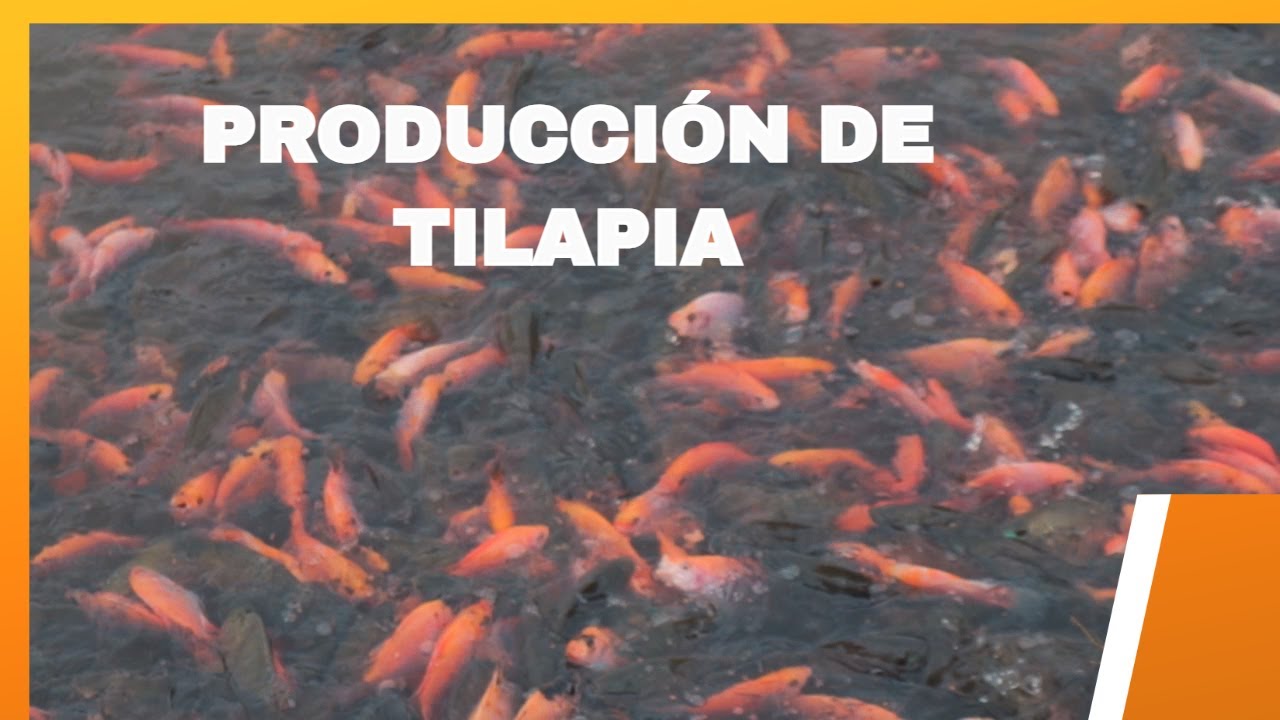 C&oacute;mo es la producci&oacute;n de alevines de tilapia gris & roja - Prefectura de Pastaza