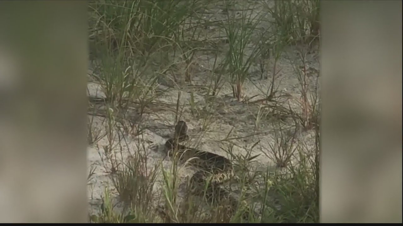 Tybee Island PD sees increase in calls about rattlesnakes