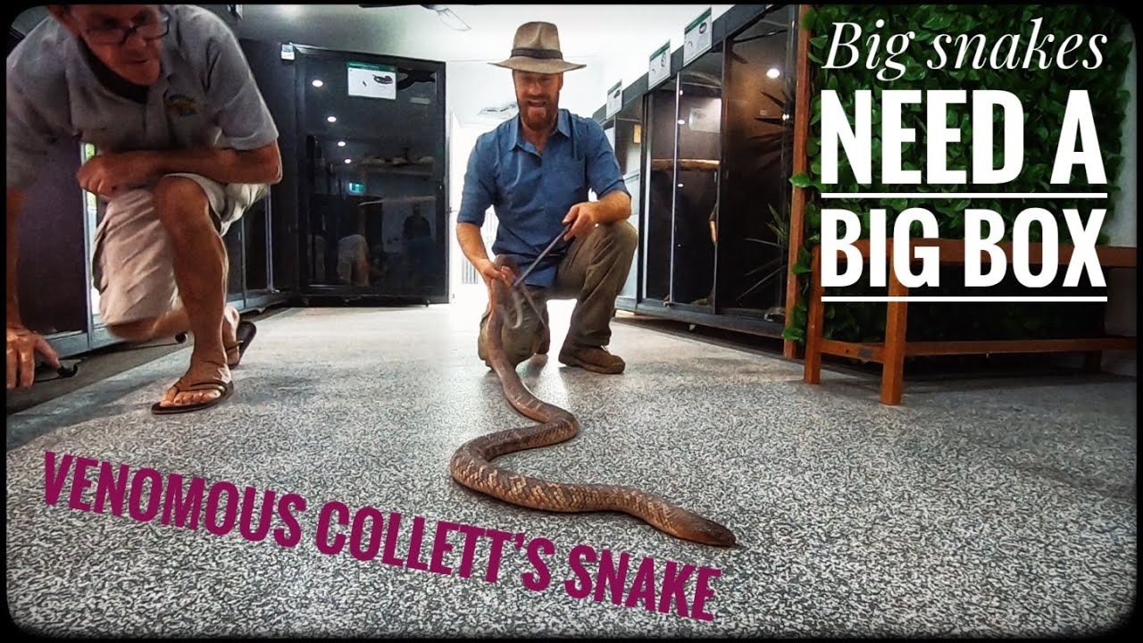 Snakes in Small Enclosures