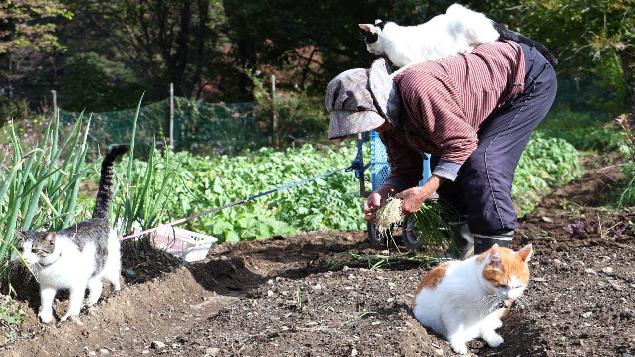 ちびちろぽんさばじろうと玉ねぎ苗植え　241102