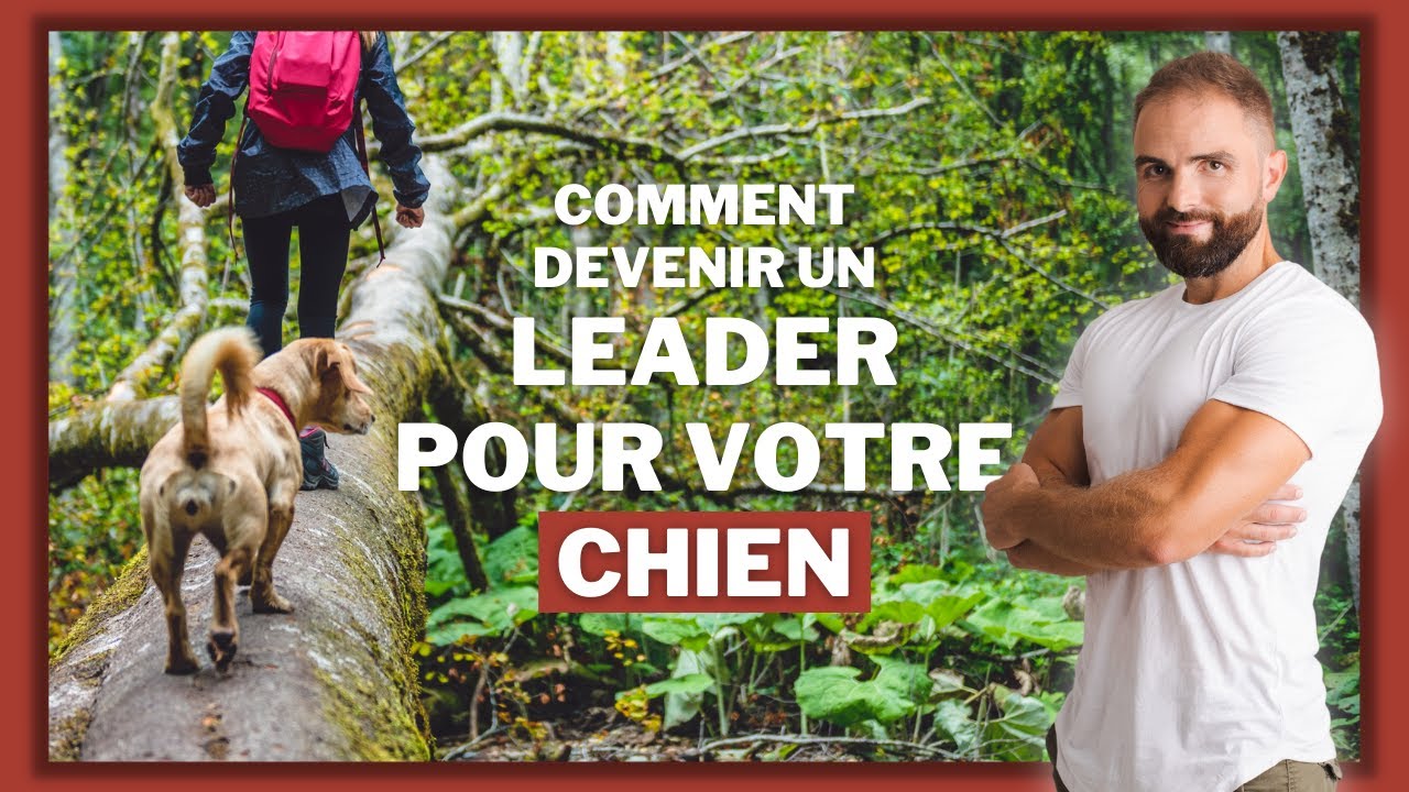 Comment &ecirc;tre un bon ma&icirc;tre pour son chien ?