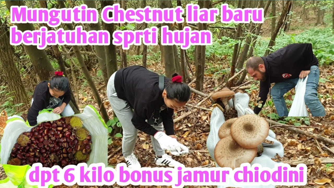 A NEW HARVEST OF FRESH WILD CHESTNUTS FALLING LIKE RAIN, A BONUS OF CHIODINI MUSHROOMS