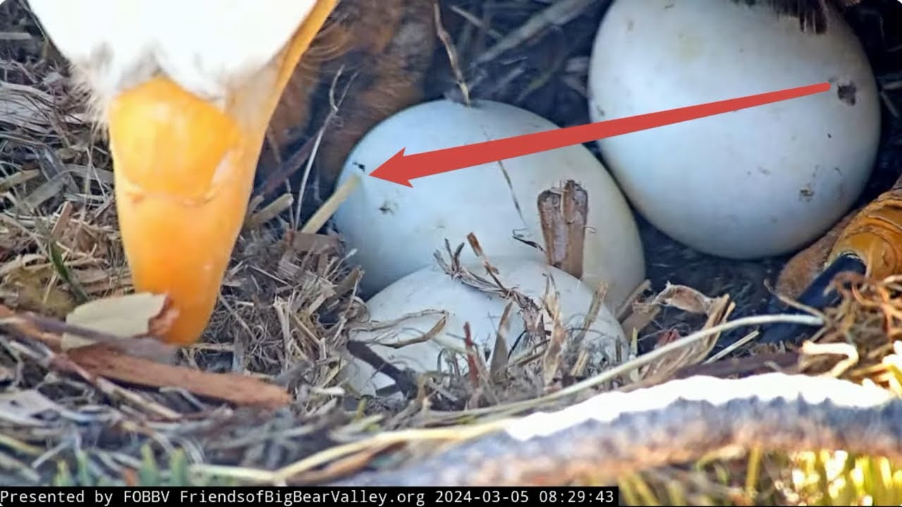 Jackie and her treasures (8:29:42-43  medium egg) FOBBV CAM Big Bear Bald Eagle Live Nest - Cam 1