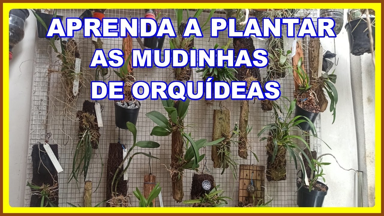 APRENDAM A PLANTAR MUDINHAS DE ORQUIDEAS E TER MAIS SUCESSO NO CRESCIMENTO DELAS