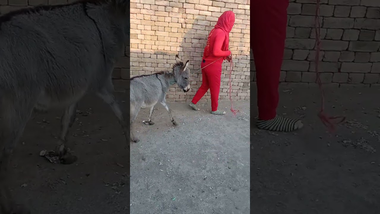Rescuing a Donkey: A Calm Walk to#english #animals #funny #comedy #usa #love #donkeykong 
