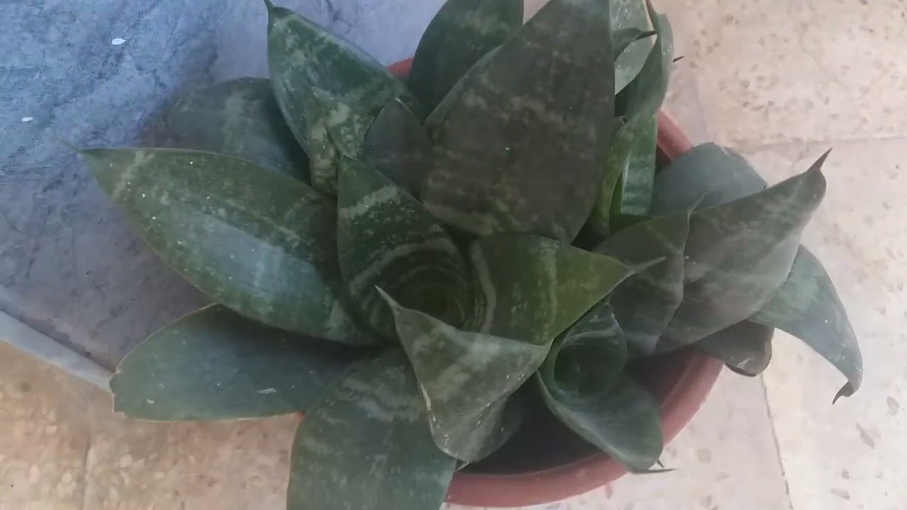 أنواع نباتات جلد النمر التي لدي في البيت و الخير ستنصدمون من رئيتها 