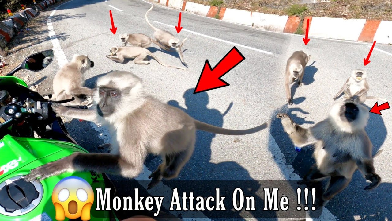 Monkey Attack On Bikers 😱 & Biker Feeding Monkeys & Big Langoor Attacking & Public Reactions