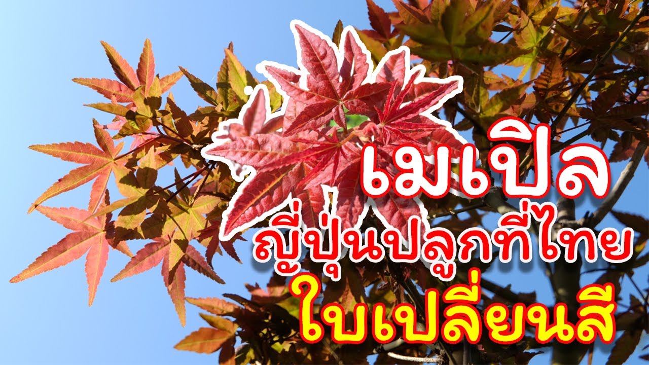 เมเปิลญี่ปุ่นปลูกที่ไทย ใบอย่างแดง!!