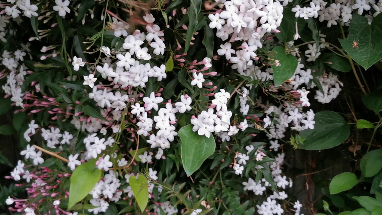 Самые ароматные растения моего британского сада: Jasminum polyanthum, розовый жасмин, выращиваемы...