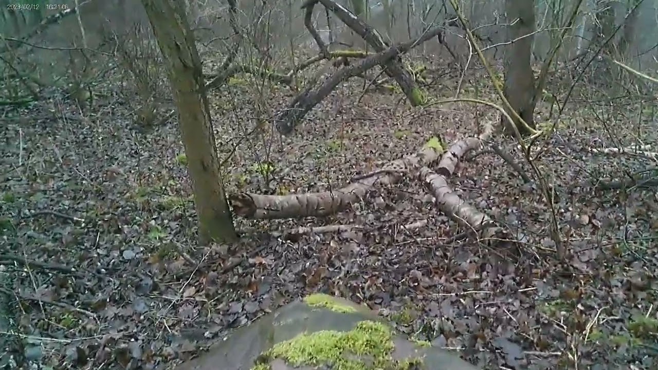 Bunker im Wald ( Benefeld )