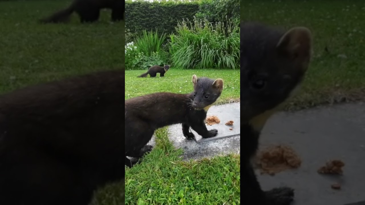 Pine Marten alert to the sound of a magpie #nature #wildlife #ireland #pinemarten