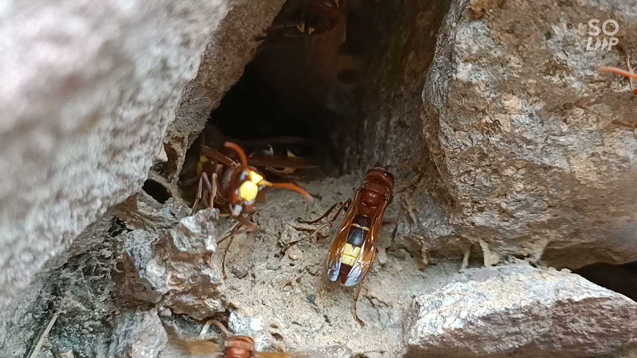 Oriental Hornet (Vespa orientalis)