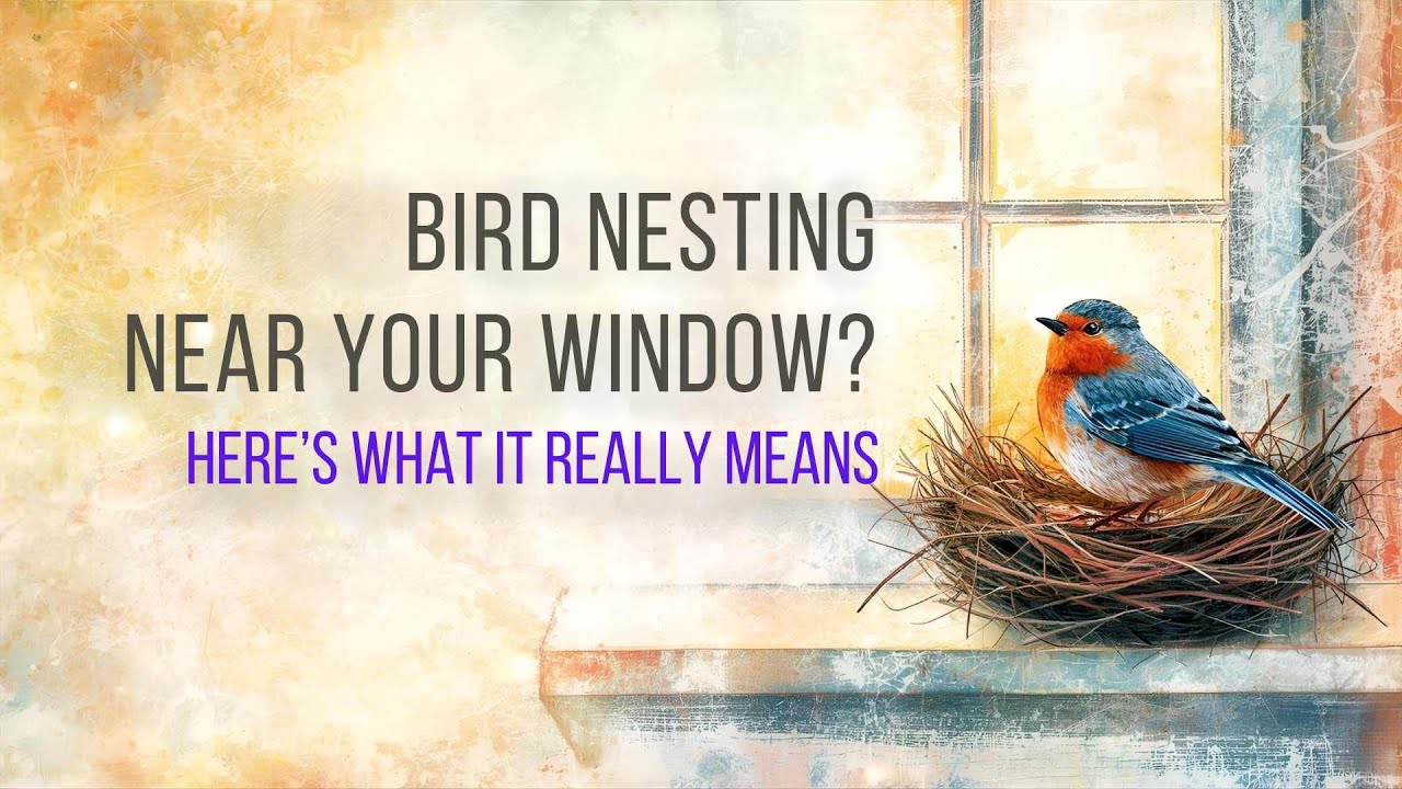 9 Spiritual Reasons a Bird Chose Your Window for Its Nest