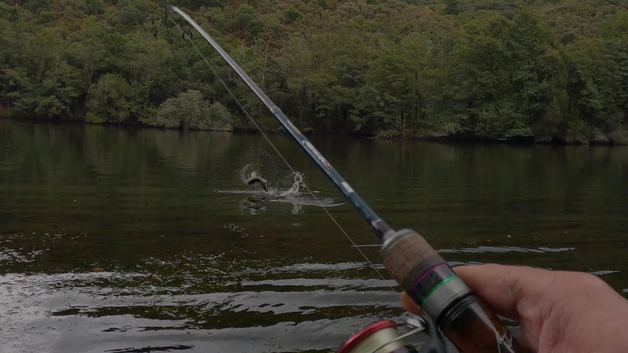 Mi ultima jornada de pesca en 2025 | Tramo en embalse con truchas salvajes
