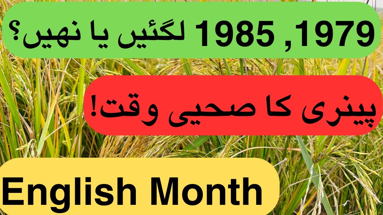 #1979 vs. #1985: Should You Cultivate or Not? (The Truth Revealed)