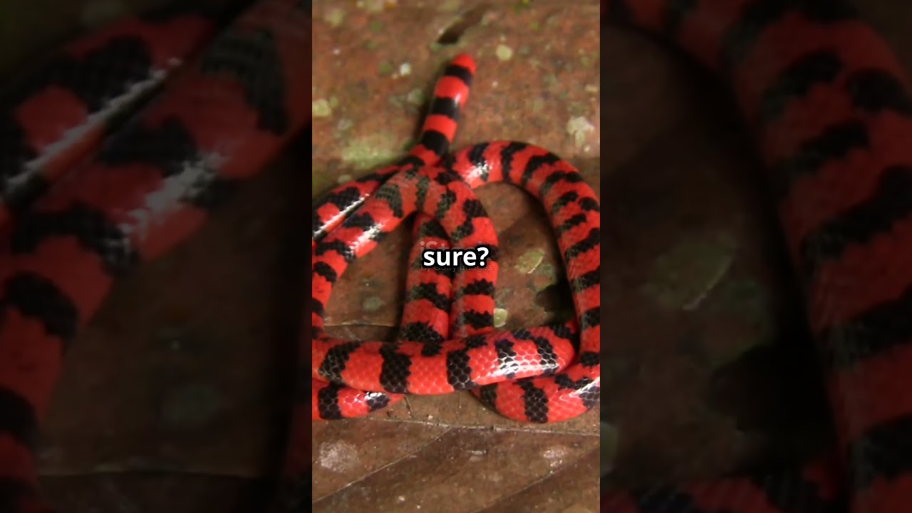 Deadly Coral Snake or Harmless Milk Snake? Find Out